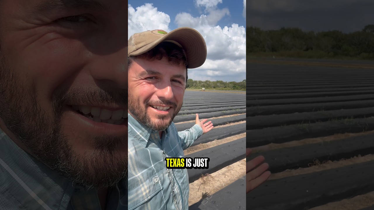 Почему так жарко?!? 🥵 #погодавтехасе #техас #хьюстонткс