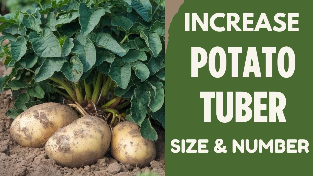 Increase Potato Tuber Size With These Fertilizers.