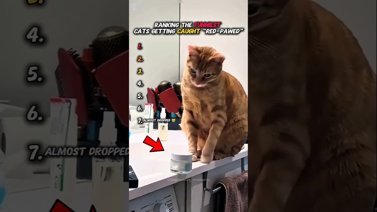 Ranking The Funniest CATS Caught RED-HANDED 😹