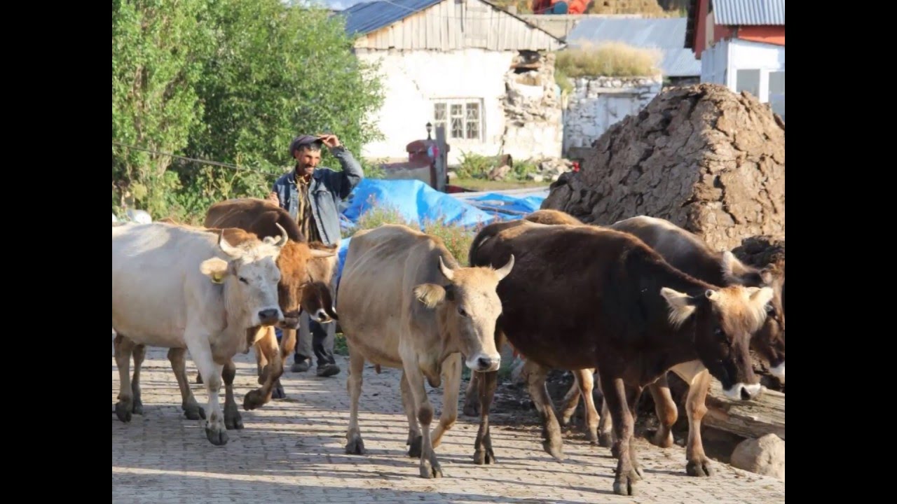 ARDAHAN GÖLE BÜYÜKALTUNBULAK KÖYÜ 2016 KAZ GECESİ SLAYTI 1 KISIM