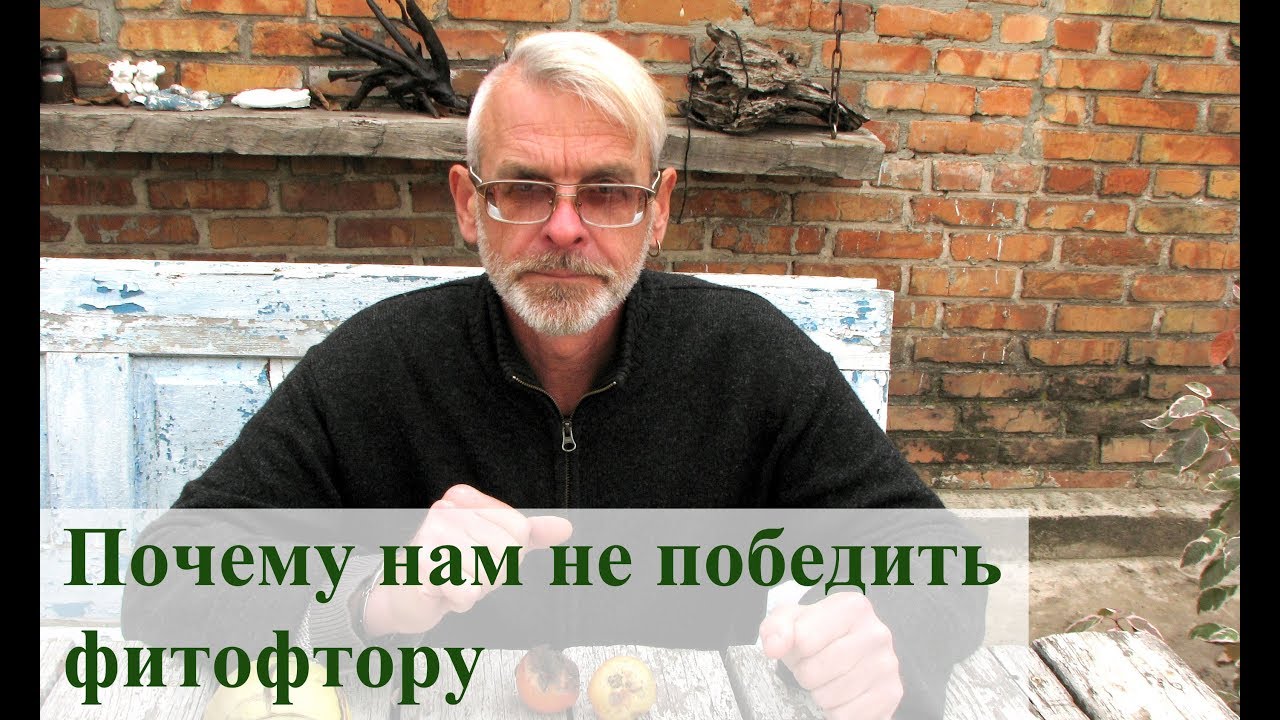 Почему нам не победить фитофтору