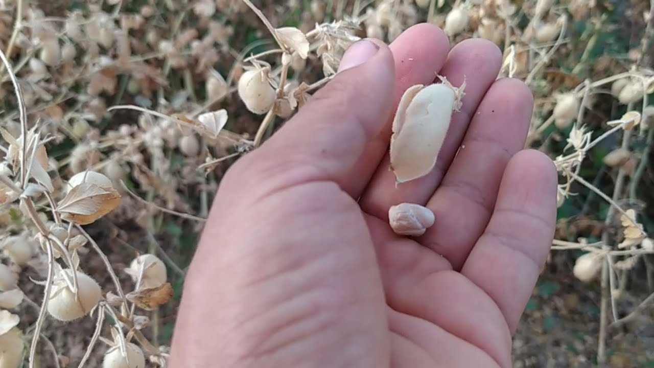 blog 9 cosecha de garbanzos de secano