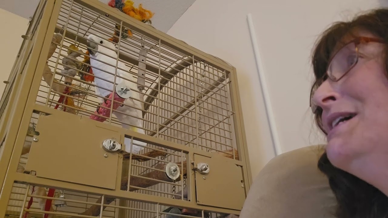 Onni Cockatoo Teaches ME To Whistle