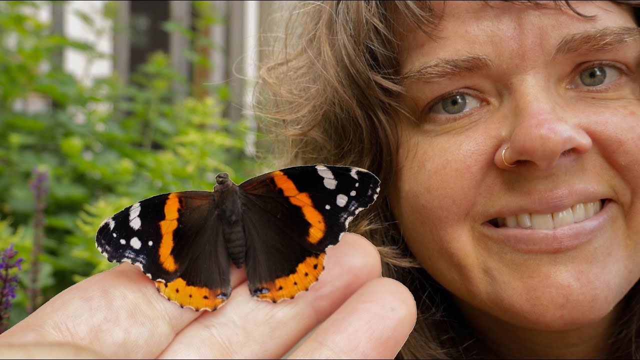 Lesson from a Red Admiral Butterfly