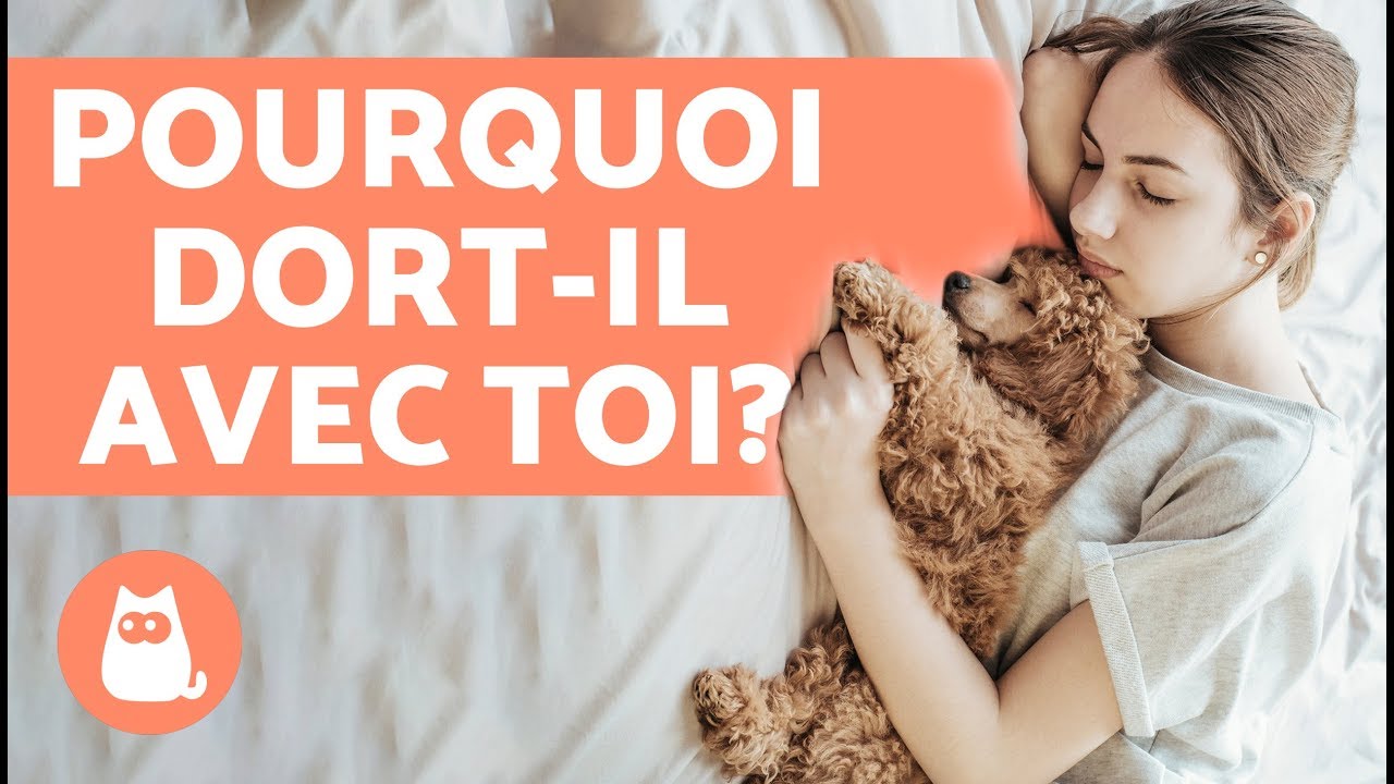 Pourquoi ton chien dort avec toi? - 6 raisons que vous aimerez
