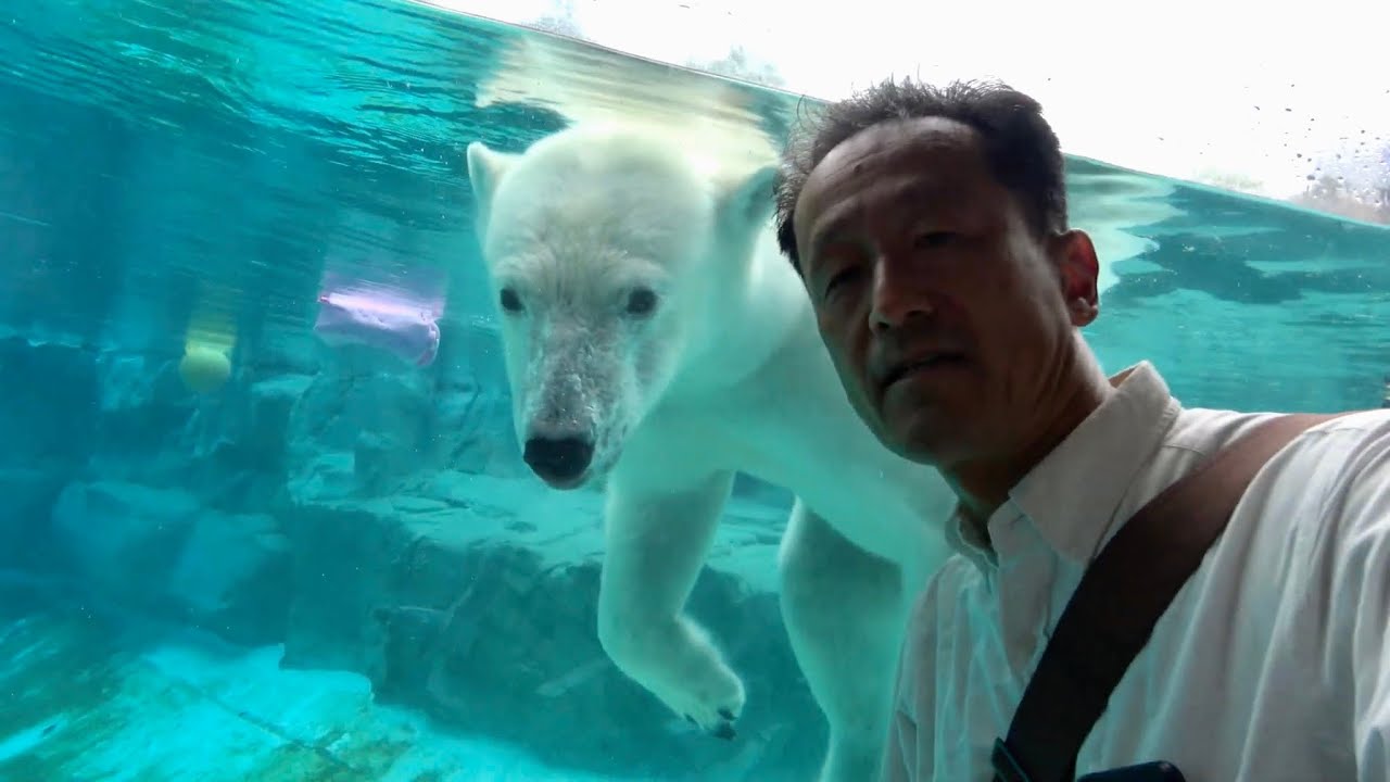 20241004 1006 王子動物園 ホキョクグマ ゆめ（やはり飼育員さんと勘違いされてる？）