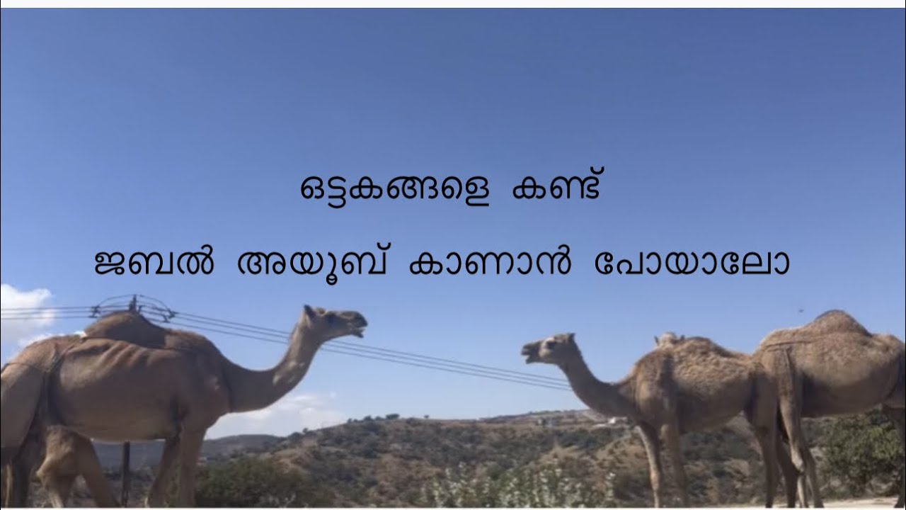 Jabal ayub #cycling #familyvlog #travel 