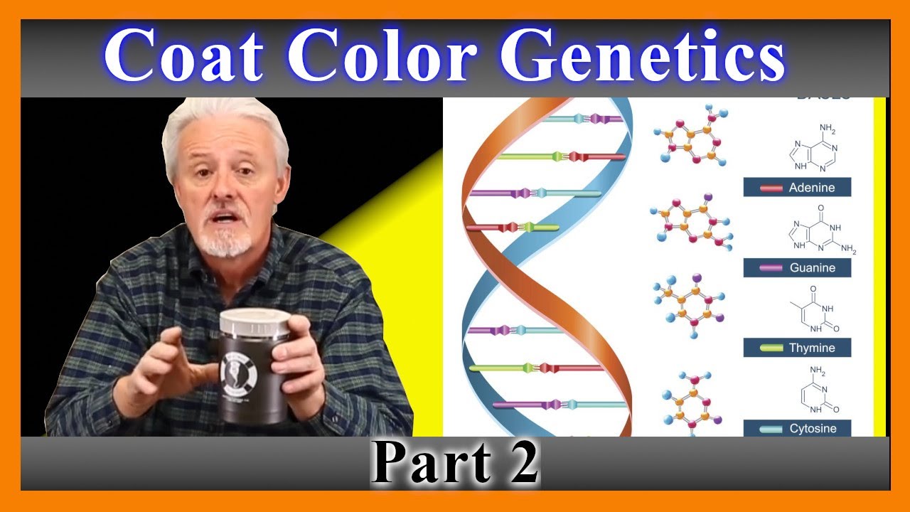 French bulldog coat color genetics explained (201)