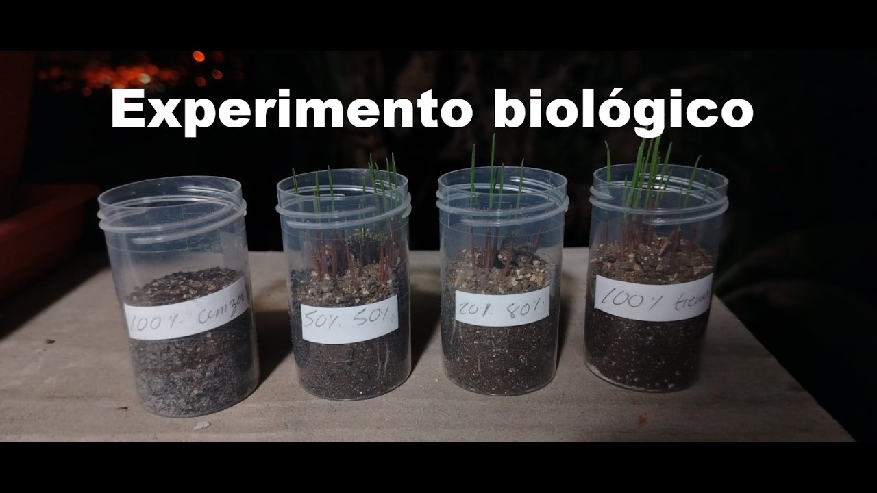 FITOTOXCIDIAD en plantas derivado del USO EXCESIVO de agentes fertilizantes, como ejemplo, LA CENIZA