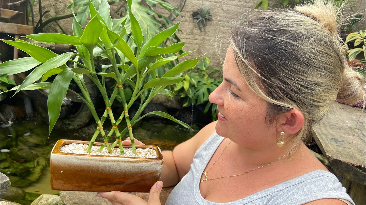 Como trancar Bambu da Sorte, O Bambu Chinês!