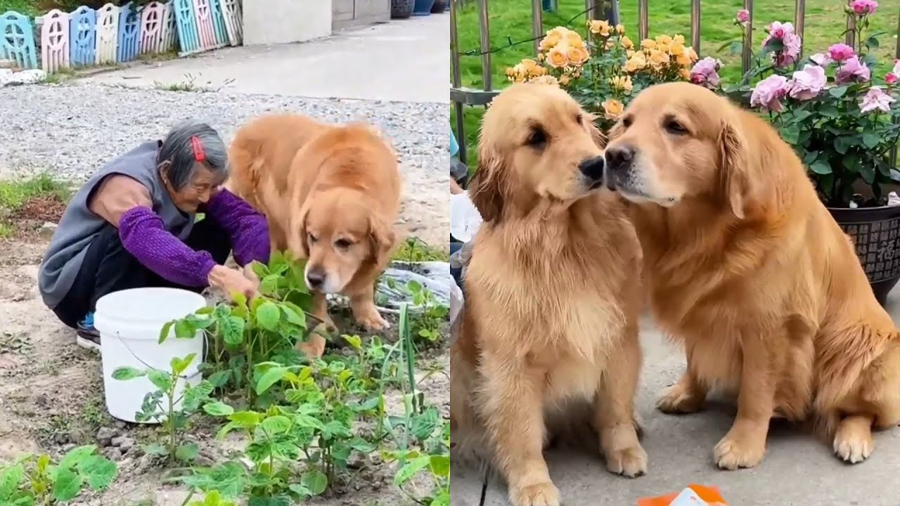 Момент исцеления собакой~❤️#聪明旺豆豆