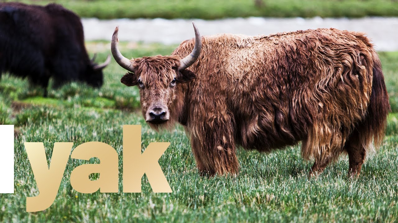 Let's Learn Wildlife Animals Yak