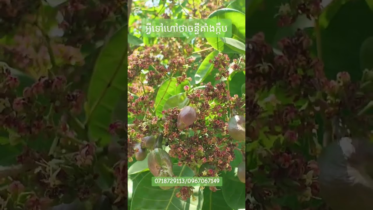 អ្វីទៅហៅថាចន្ទីគាំងក្តឹប