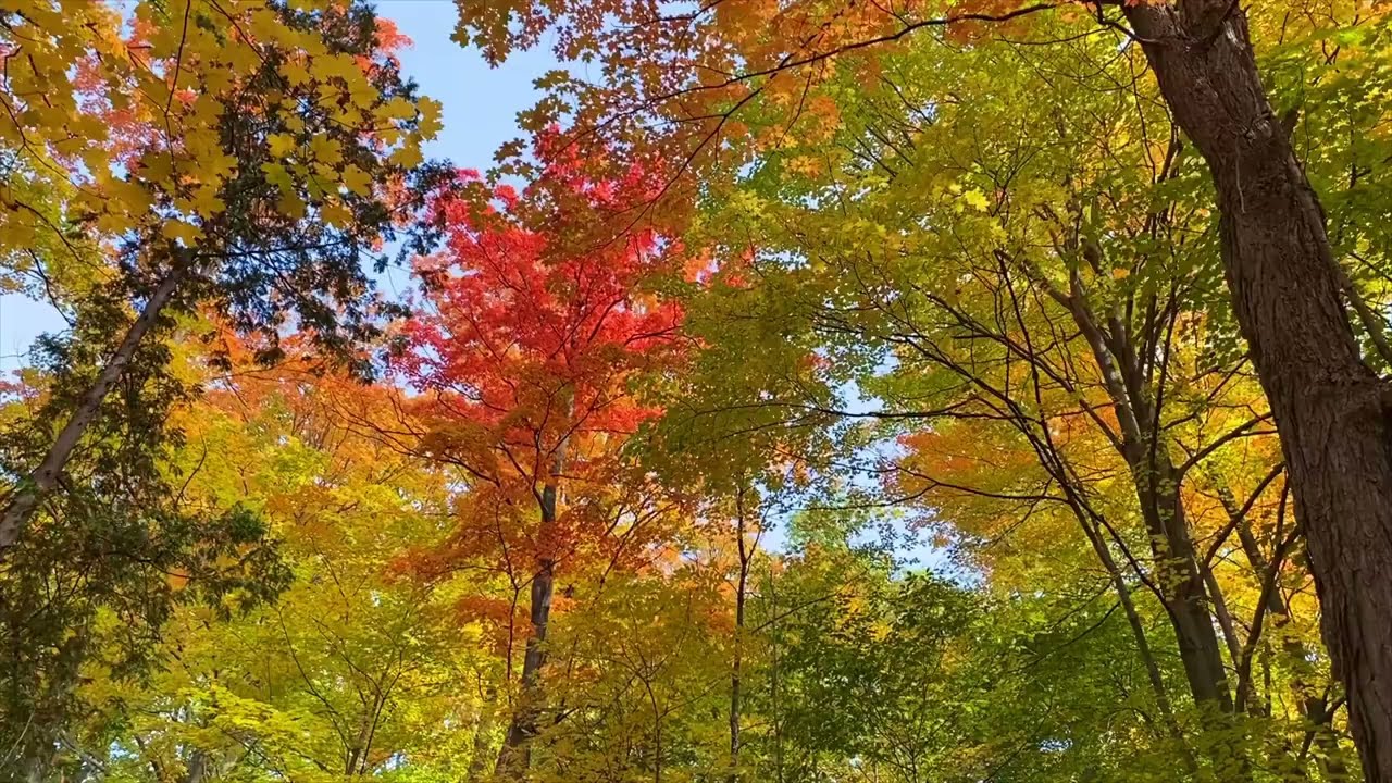 A stunning fall colors hike through Maple Nature Reserve. Toronto.