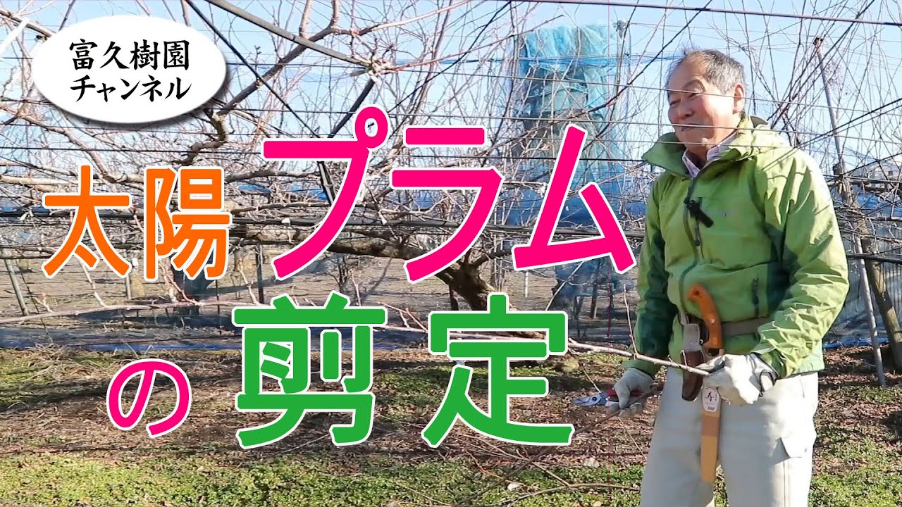 太陽プラムの剪定