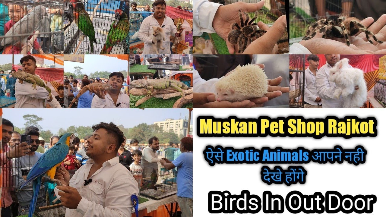 Muskan Pet Shop Rajkot ऐसे Animals आपने कही नही देखे होंगे || Pet Shop In Rajkot