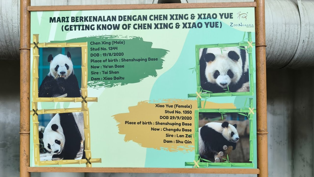 五分钟的“圆”份：邂逅 Panda Xiao Yue 晓月、Panda Chen Xing 晨星与胖奶爸 