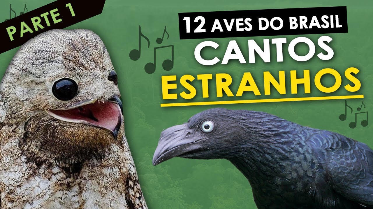 12 AVES do Brasil com CANTOS ESTRANHOS #1 | P&aacute;ssaros com vocaliza&ccedil;&atilde;o estranha ou diferente