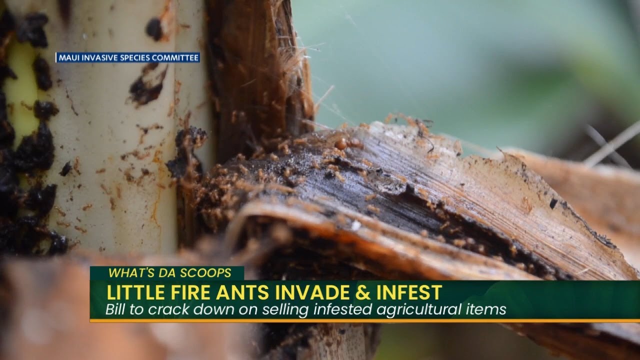What's Da Scoops: Little Fire Ants