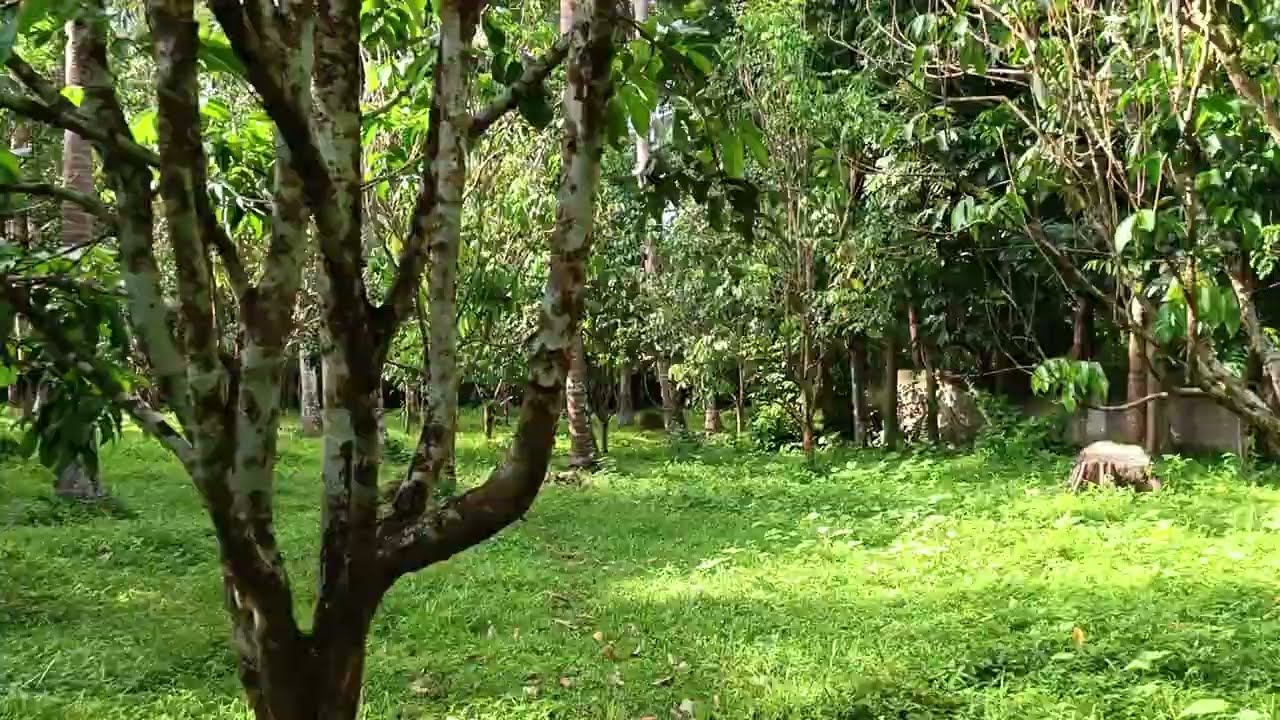 (P# 822) 1.2 hectares Farm lot na may katabing ilog sa Pagsanjan, Laguna  for sale