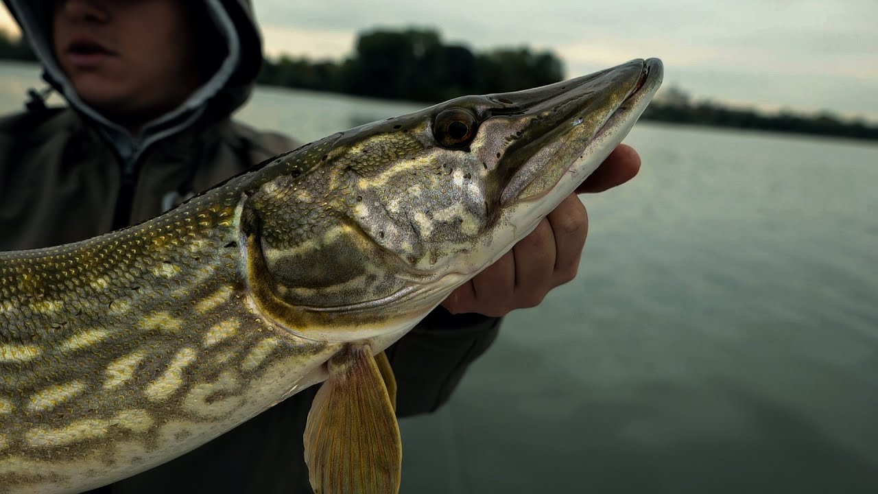 PIKE FISHING ITALY EP.1 - Pesca al luccio a spinning