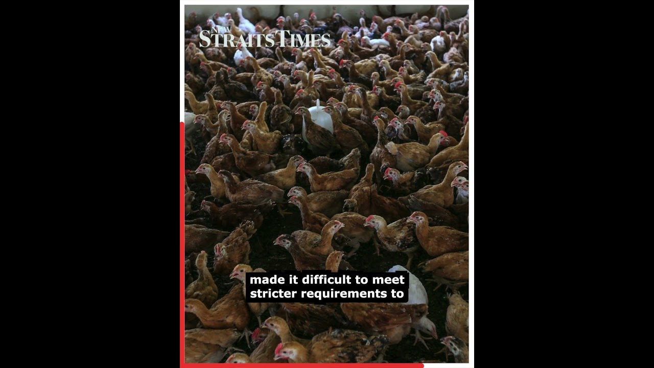 Chicken, egg prices rise as poultry farms face mounting pressures