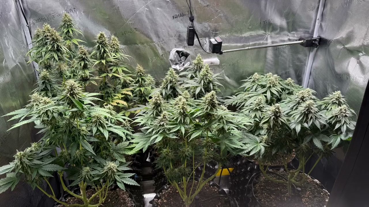 Growtagebuch - Bl&uuml;tewoche 7