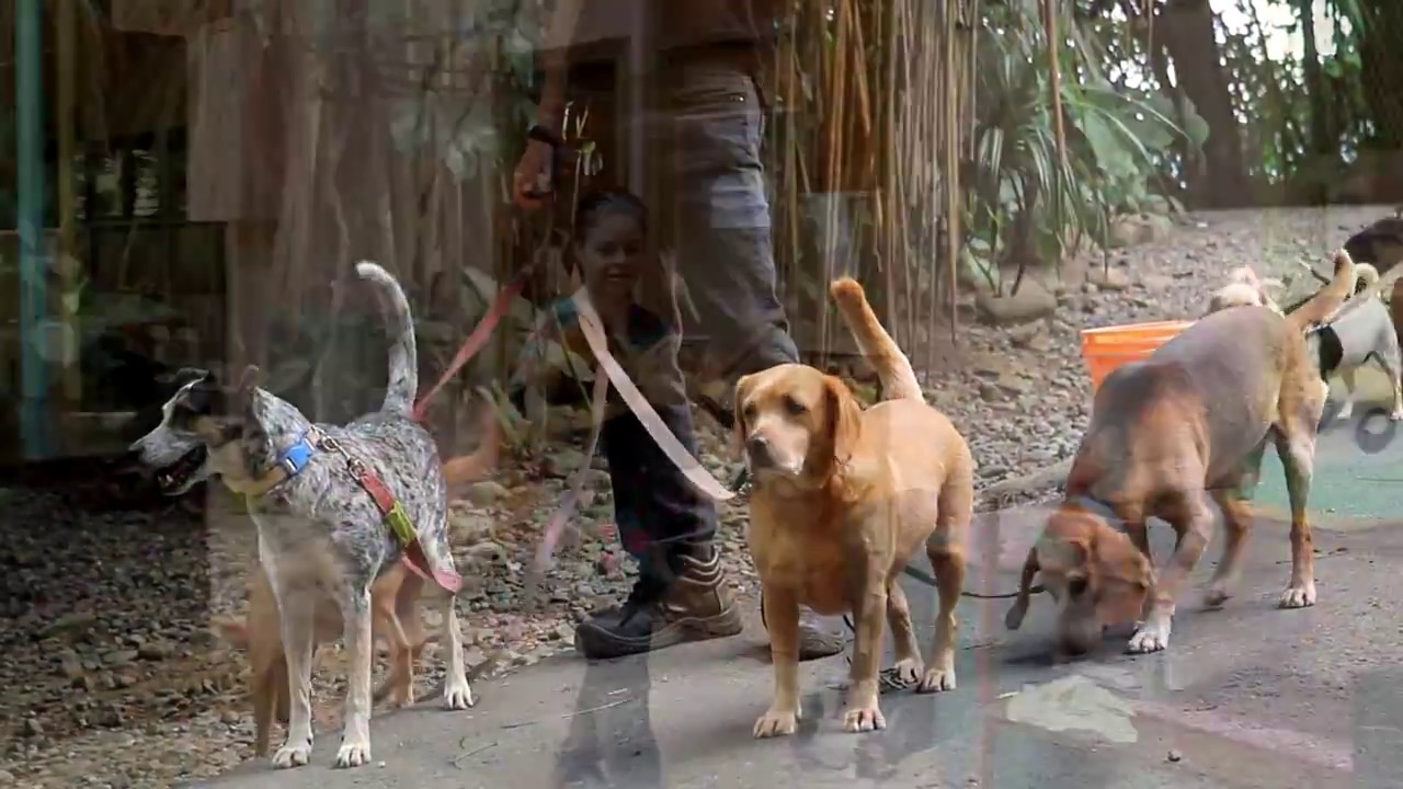 Animal Love Rescue Center