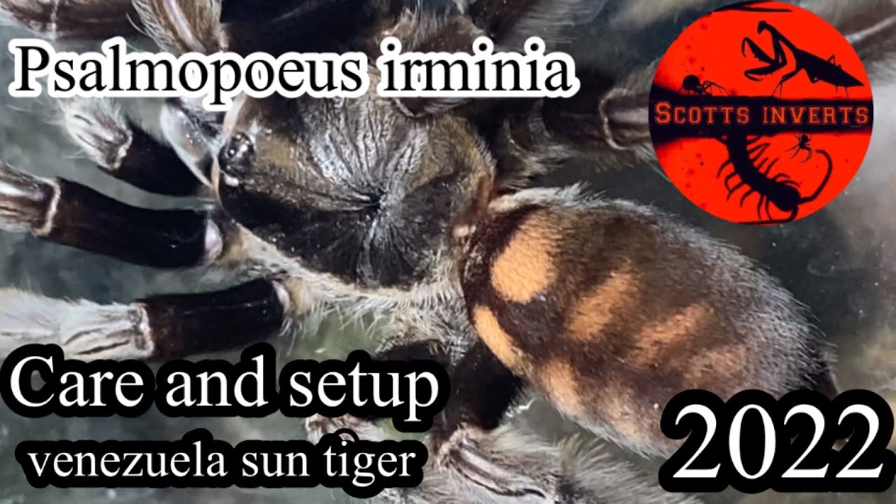 Venezuela sun tiger // psalmopoeus irminia. Care and setup