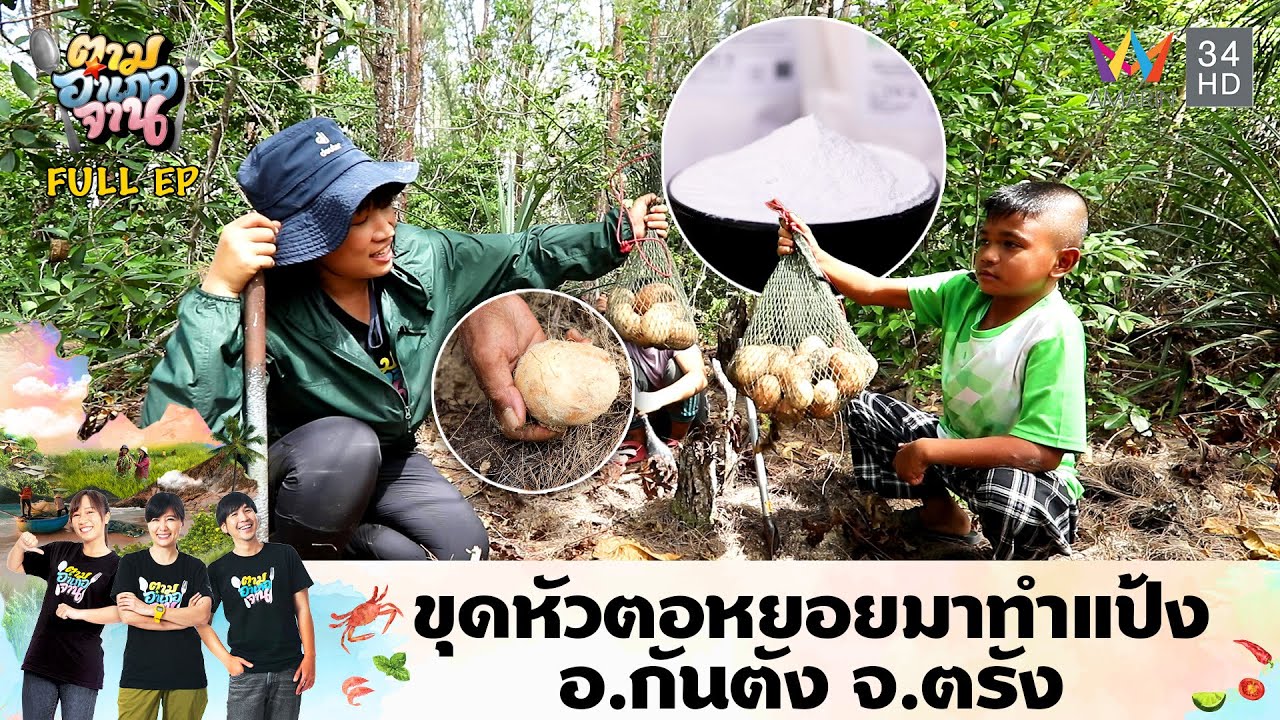 ขุดหัวตอหยอยมาทำแป้ง อ.กันตัง จ.ตรัง | ตามอำเภอจาน | 30 เม.ย.67 Full EP