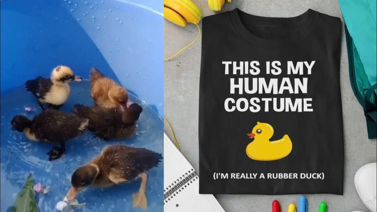 Only My Lovely Duck Society 😲🤷❤ । Only Duck Lovers Like This Page 💘