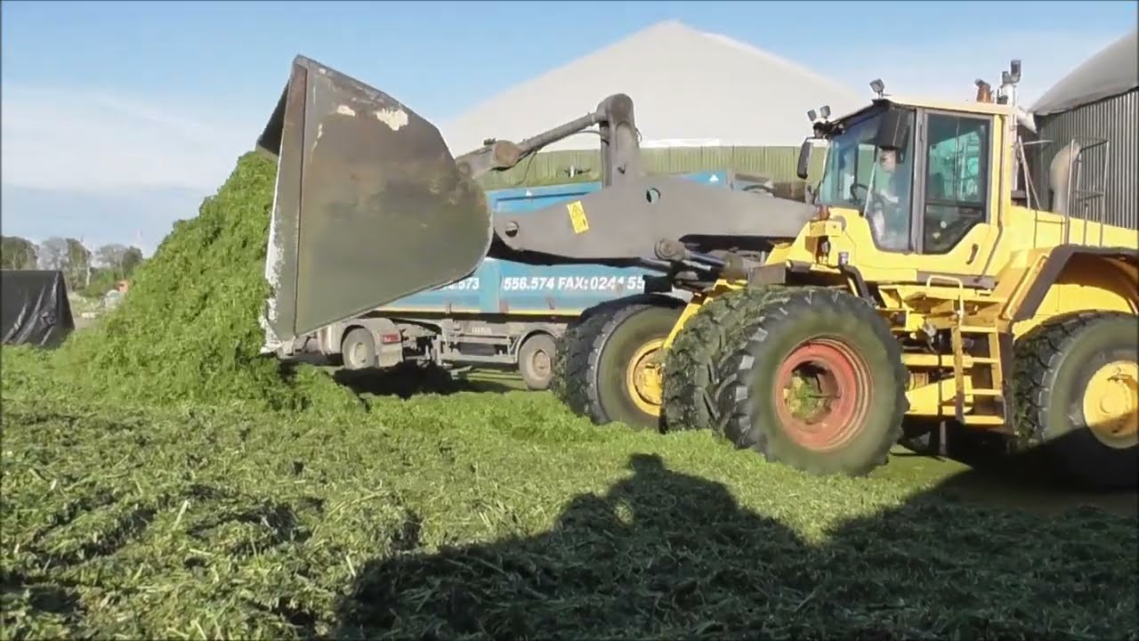 Claas Jaguar 980 Gras/ Luzerne häckseln 2024 im Oderbruch - Erster Schnitt
