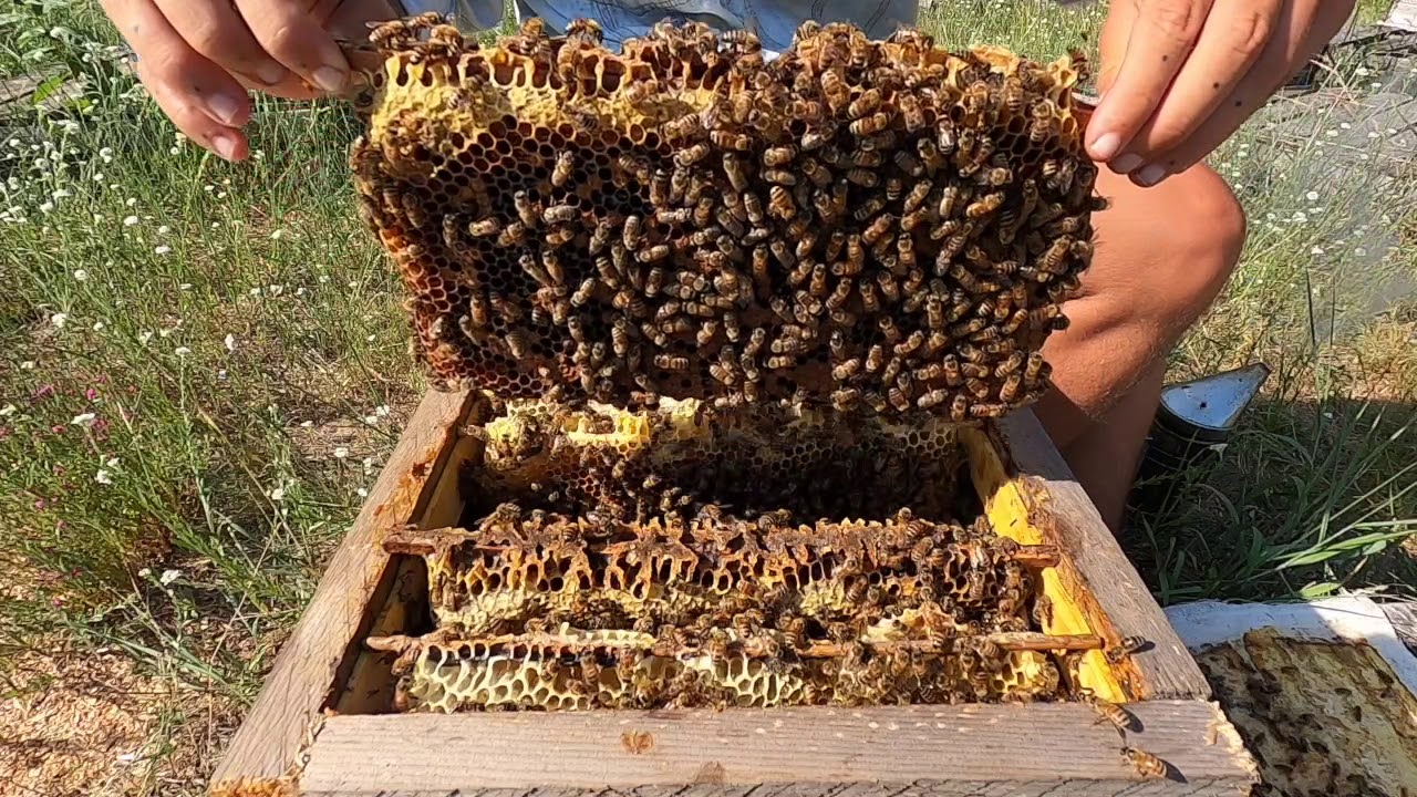 Comfort Hive, Inspection June 2020