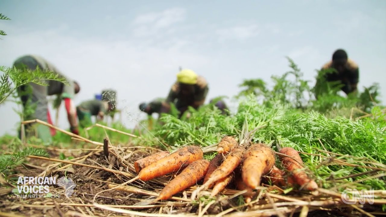African-voices-CNN Animals agriculture Songhaï benin