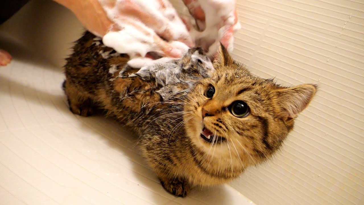 Kitten Lili's dislike of baths has been revealed...