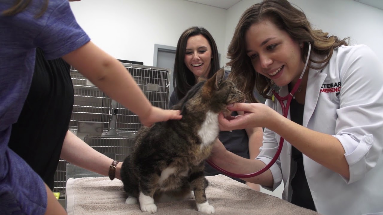 Founder's Video - Veterinary Emergency Group