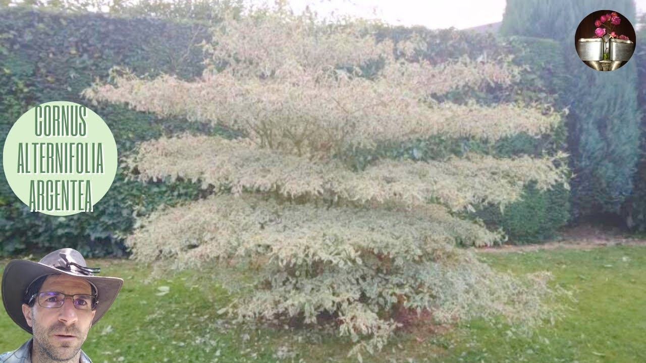 Cornus alternifolia argentea , cornouiller à croissance lente