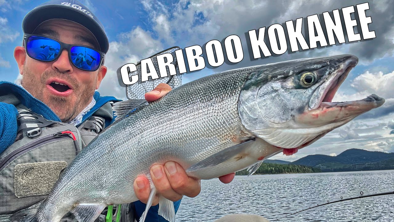 Big Cariboo Kokanee
