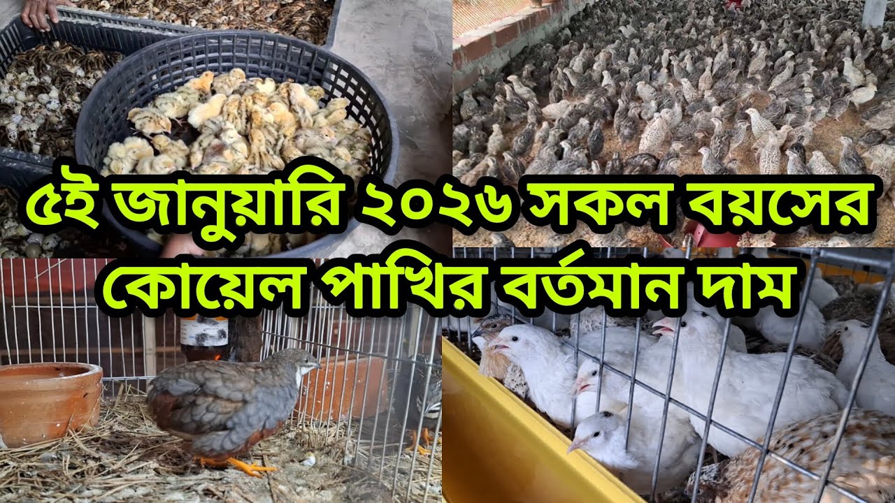 ২০২৬ সালের জানুয়ারি ৫ তারিখ সকল বয়সের কোয়েল পাখির বর্তমান দাম কত টাকা চলছে🐦