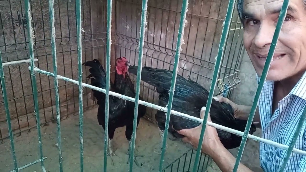 Navajero Peruano (Demoledor) pisando en la mano.