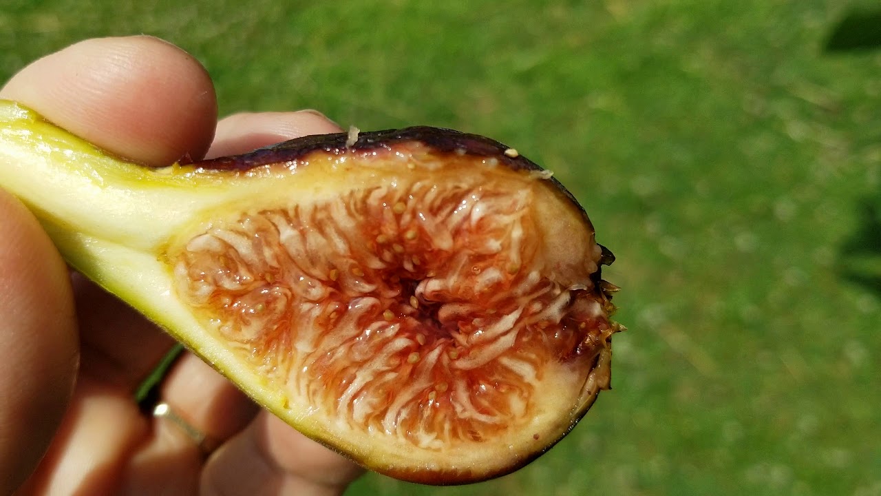 Fig varieties recommended! Breba's are ready! Genovese Nero & Italian 258. July 3.