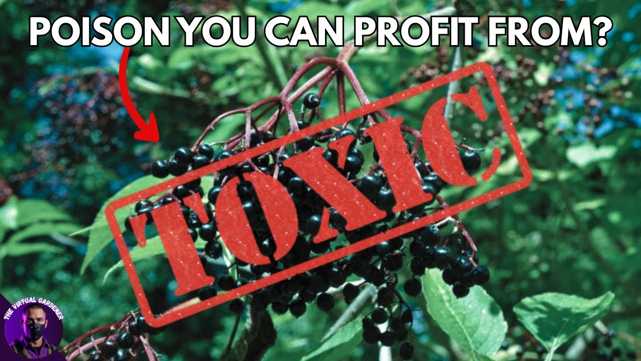 Deadly & Valuable: 10 Poisonous Plants Worth a Fortune