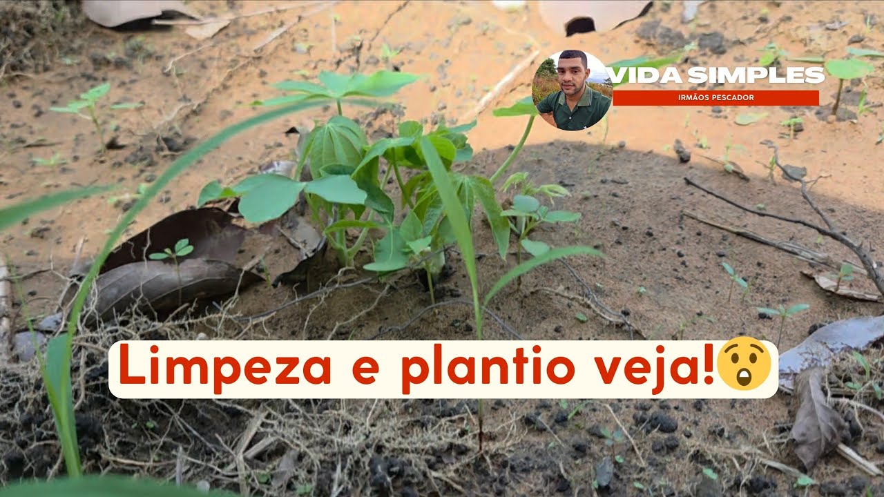 Limpeza e Plantio de Mandioca: Continuação da Nossa Plantação 🌱