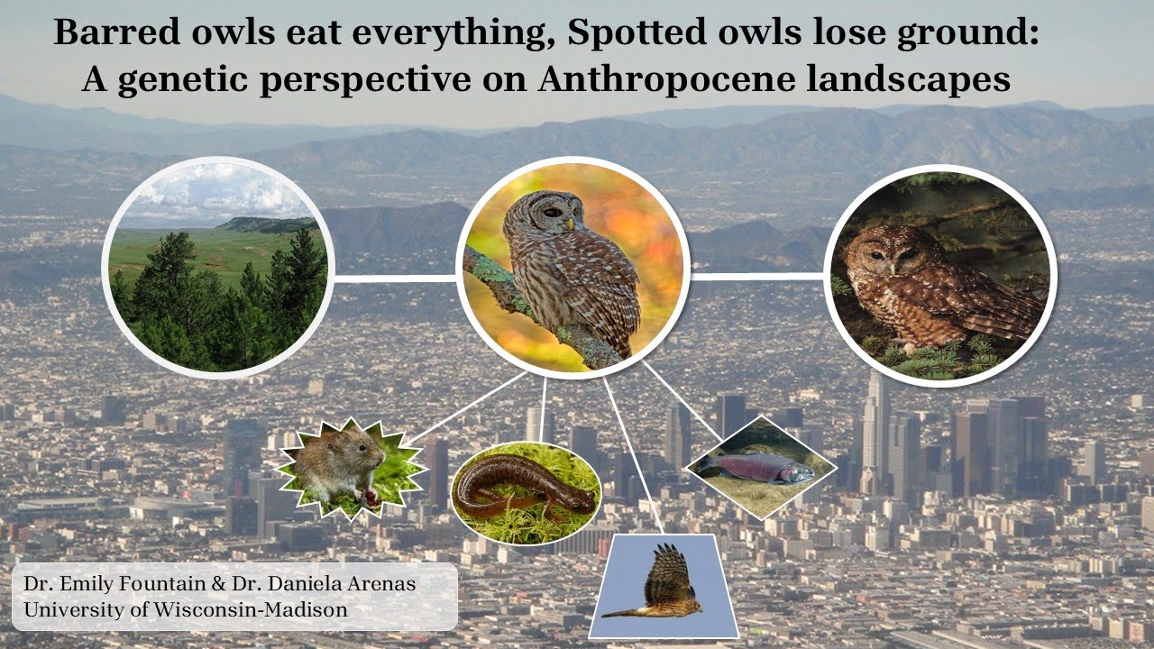 Barred Owls eat everything while Spotted Owls lose ground