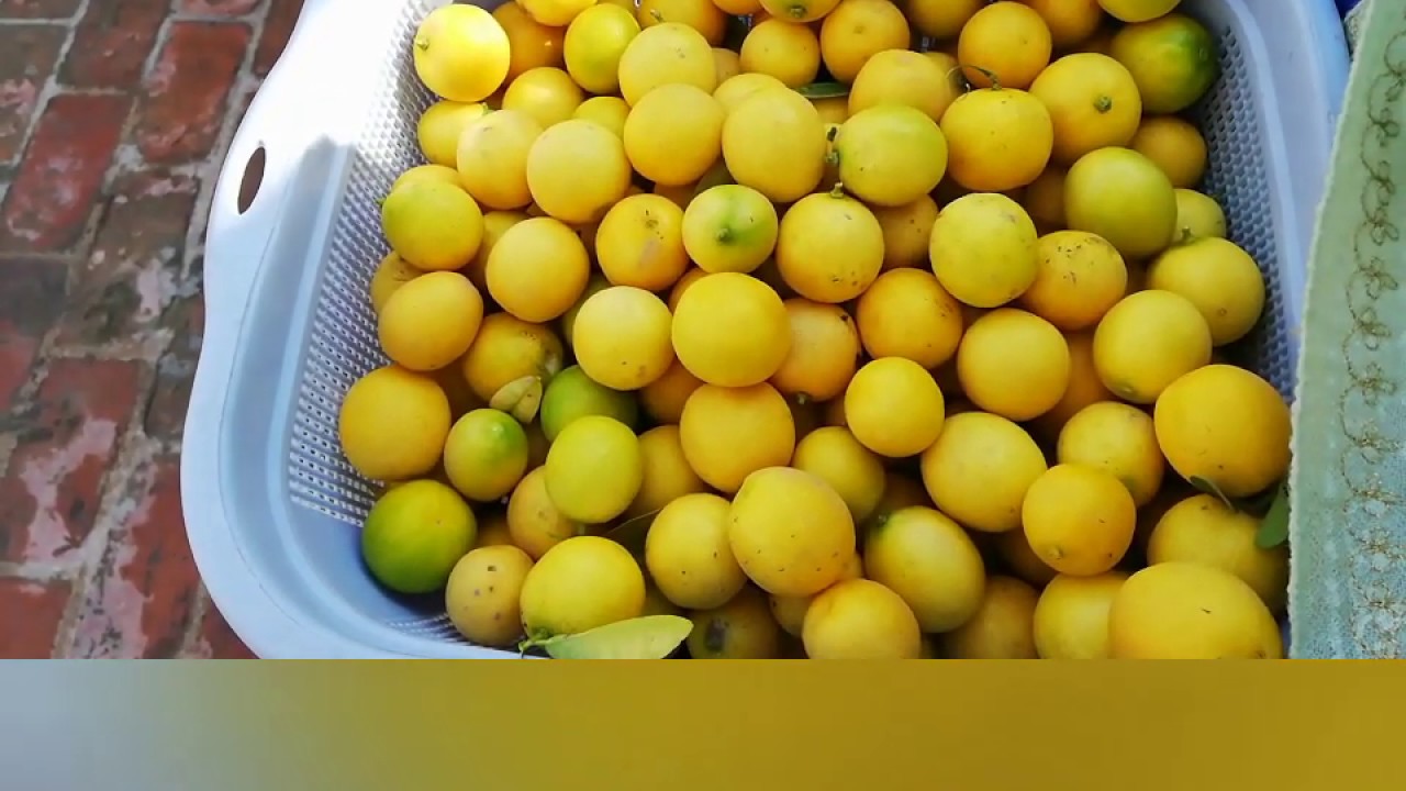 Lemon Pickle in Oil and Vinegar