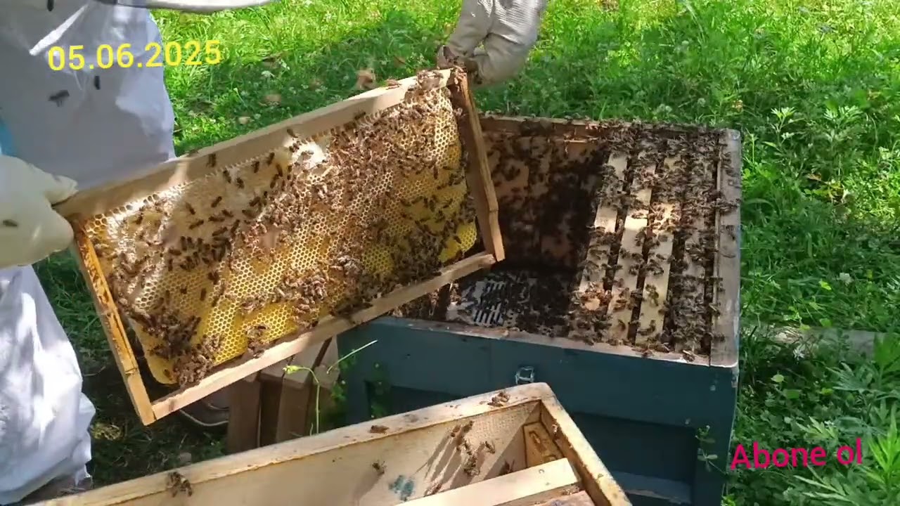 7,8,9 Çıta Şekkinde Arıya Izgara Koyup Kestaneye Hazırlama.