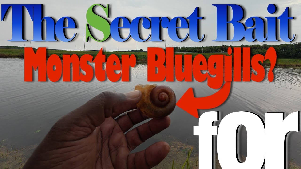 The Secret Bait for Monster Bluegills? Grass Shrimp Hunt!