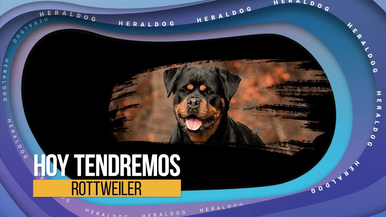 HeralDog | Rottweiler | Benito Polanco y Alan Rosales | #PerrosPremier