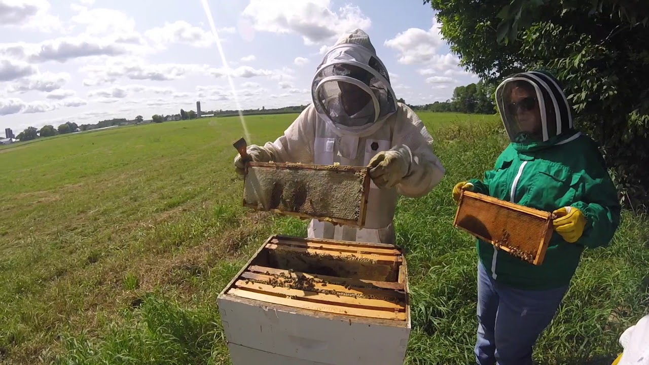 Treatment-free Beekeepers in Wisconsin (Part 2 of 2)