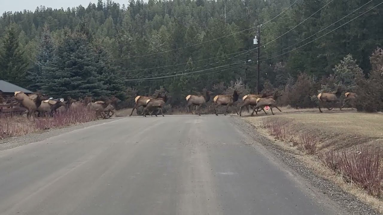 Kootenay Elk Herd